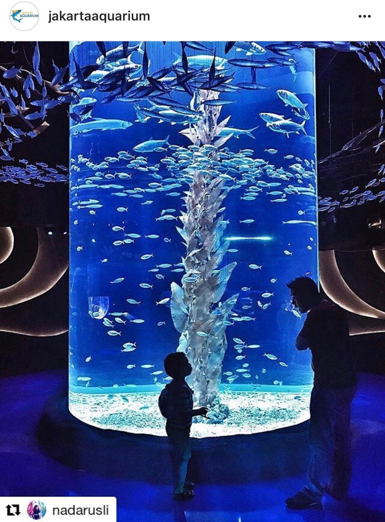 liburananak_jakartaaquarium